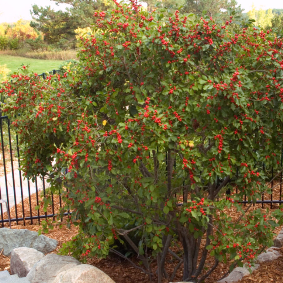 'Wildfire' Winterberry | Ilex verticillata