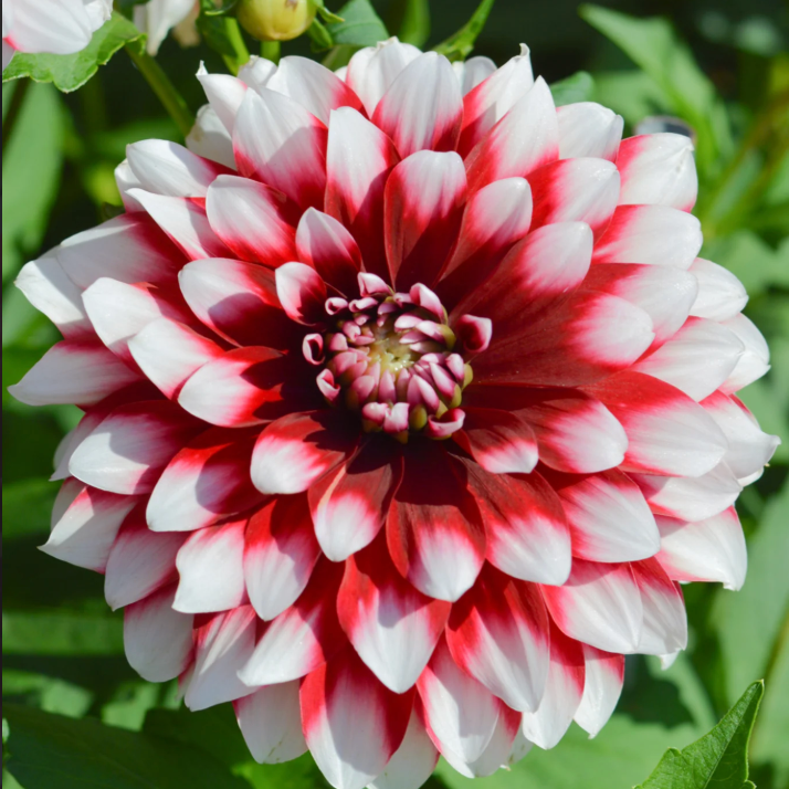 'Duet' Dahlia