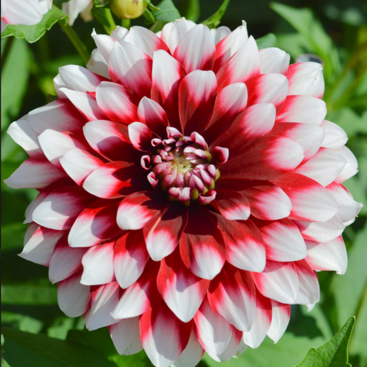 'Duet' Dahlia