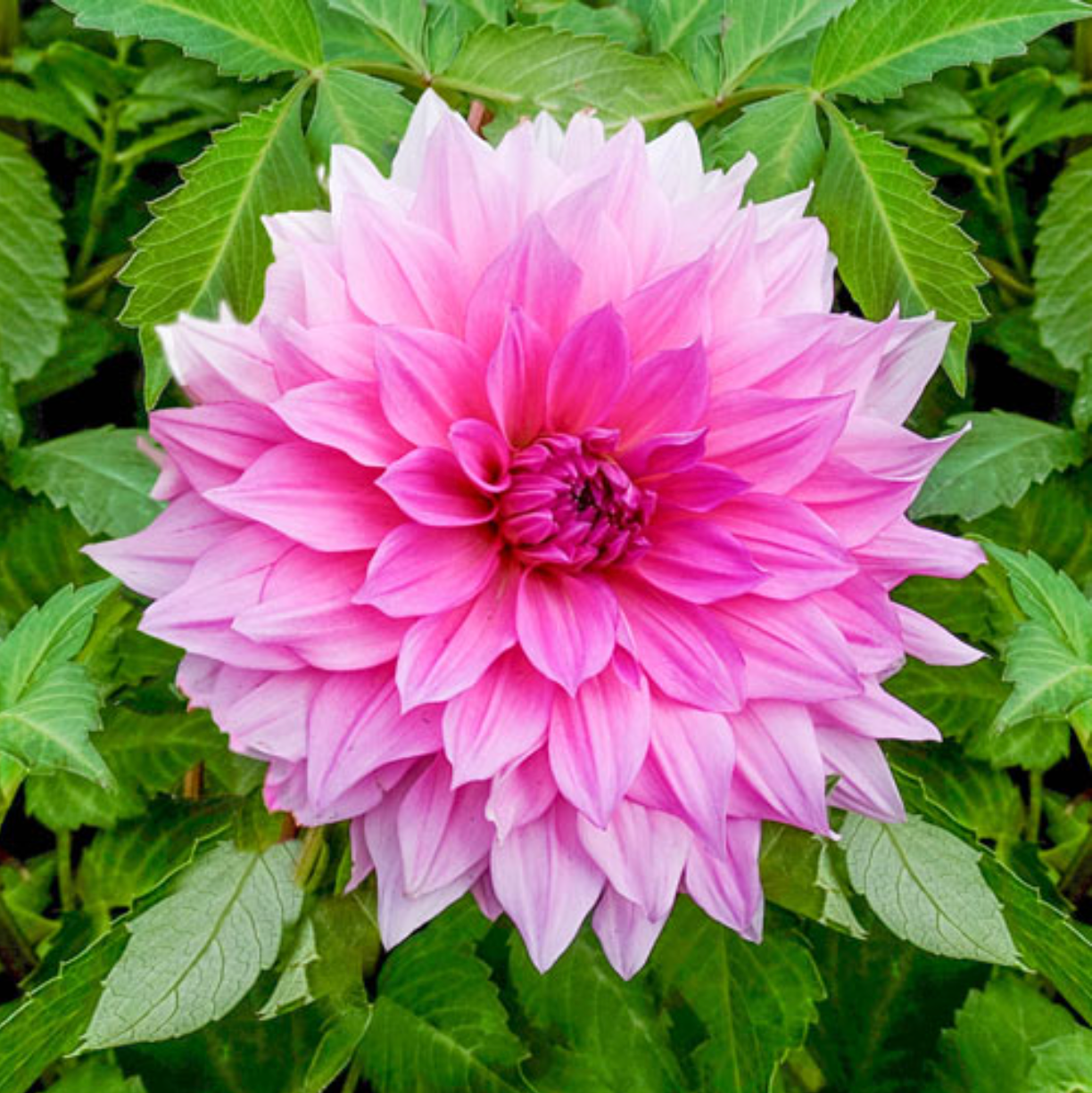 'Rosella' Dinnerplate Dahlia