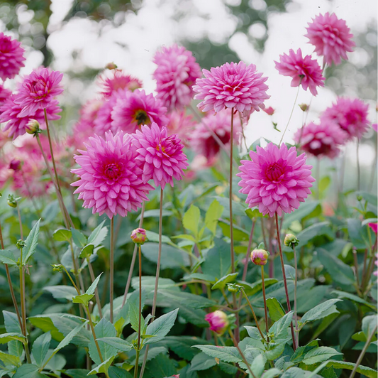 'Rosella' Dinnerplate Dahlia