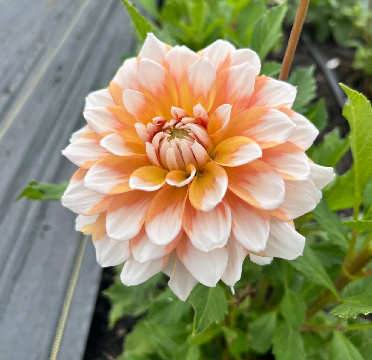 'Seattle' Dinnerplate Dahlia