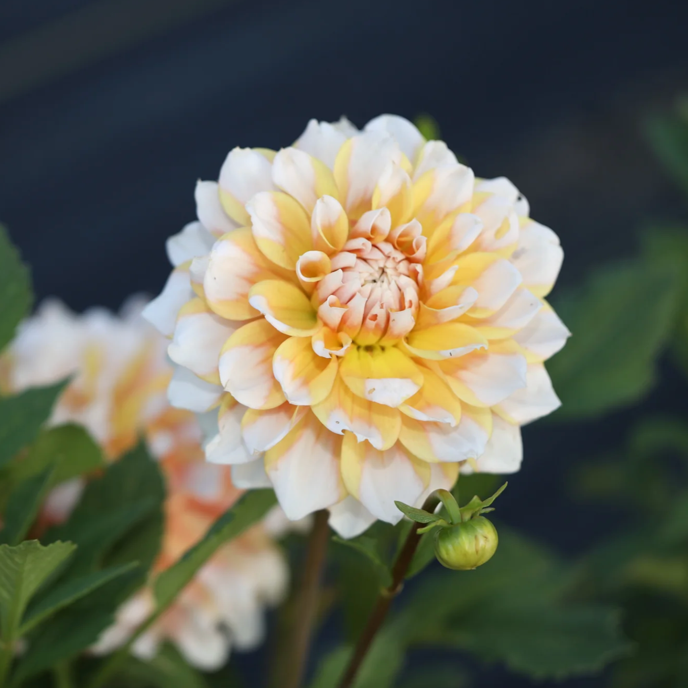 'Seattle' Dinnerplate Dahlia