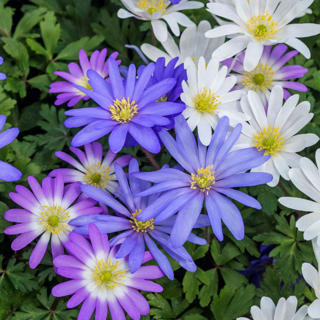 Blanda Mix Anemone