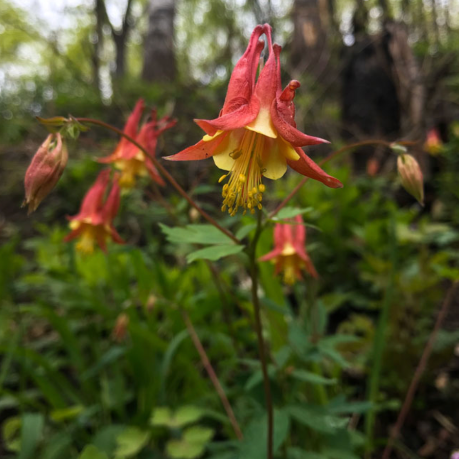 Red Columbine | Aquilegia canadensis