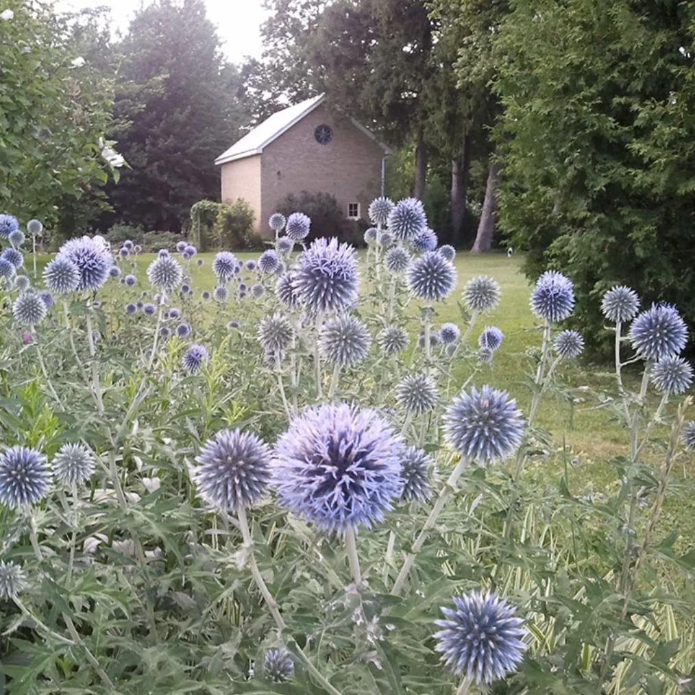 'Veitch's Blue' Globe Thistle | Echinops ritro