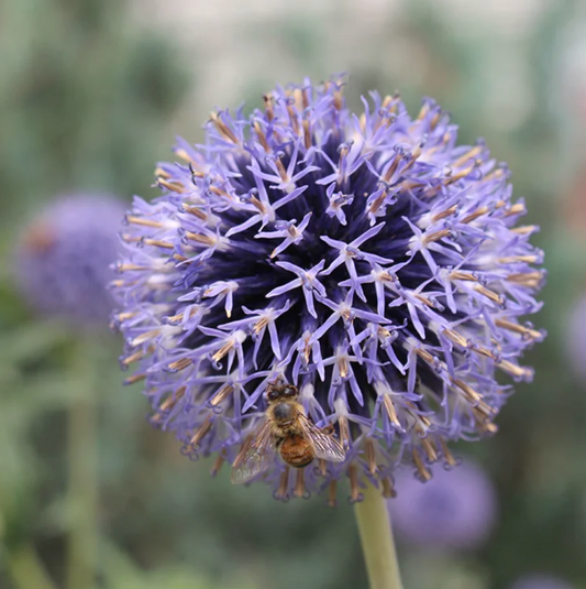 'Veitch's Blue' Globe Thistle | Echinops ritro