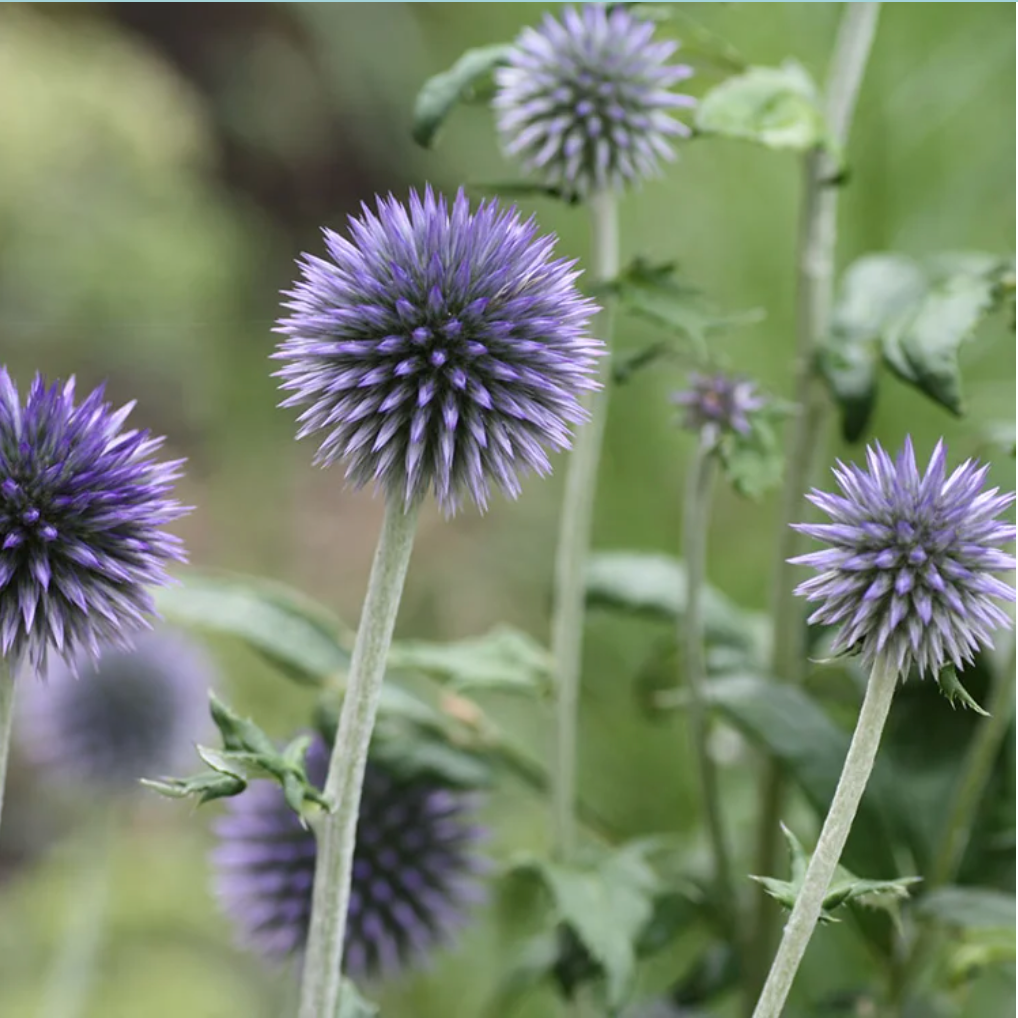 'Veitch's Blue' Globe Thistle | Echinops ritro