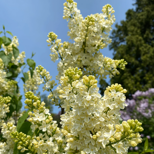 Primrose Lilac | Syringa vulgaris