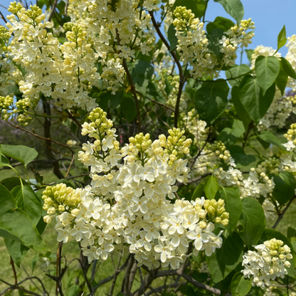 Primrose Lilac | Syringa vulgaris