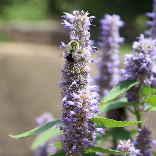 'Blue Fortune' Anise Hyssop | Agastache