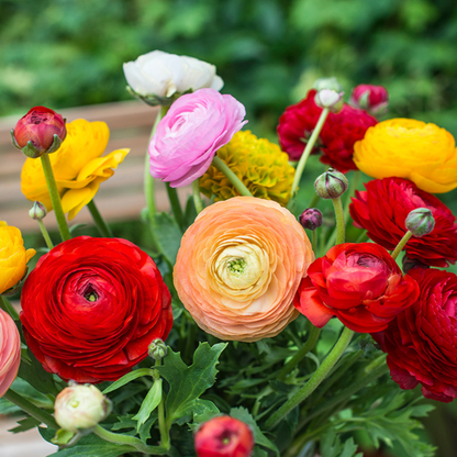 Ranunculus Aviv Mixture - 6 Bulbs