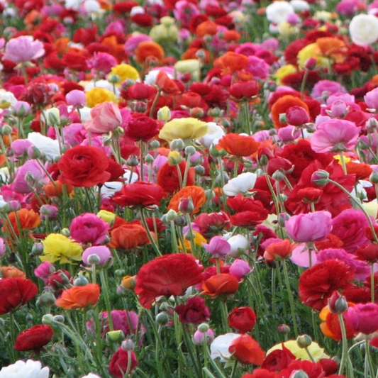 Ranunculus Aviv Mixture - 6 Bulbs
