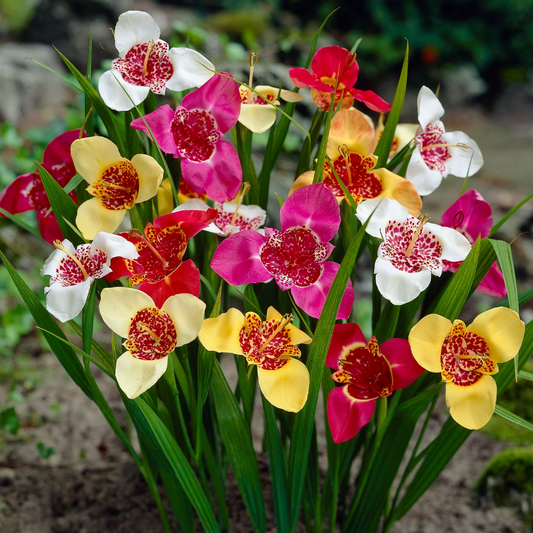 Bulbs - Toad Lily | Tigridia