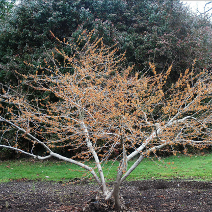 Ozark Witch Hazel | Hamamelis vernalis