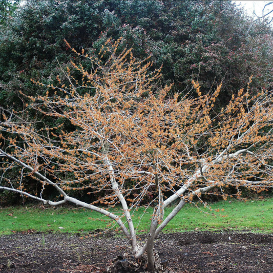 Ozark Witch Hazel | Hamamelis vernalis