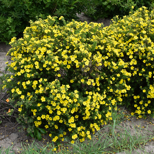 Dakota Sunspot Potentilla | Potentilla fruticosa