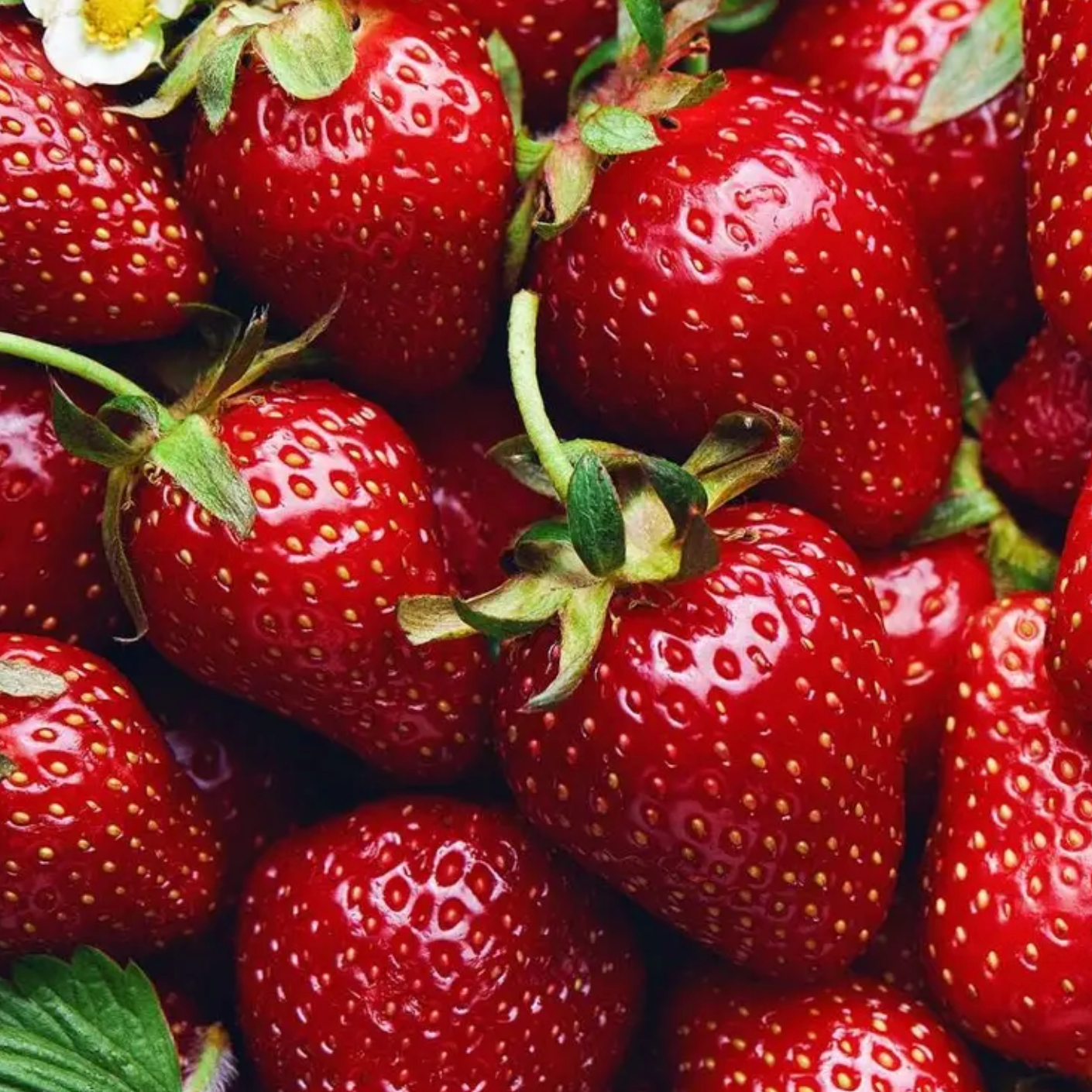 All Star Strawberry | Fragaria x ananassa