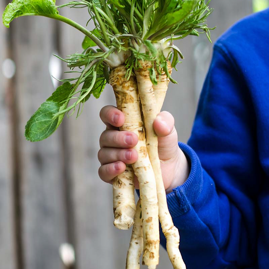 Horseradish | Armoracia rusticana