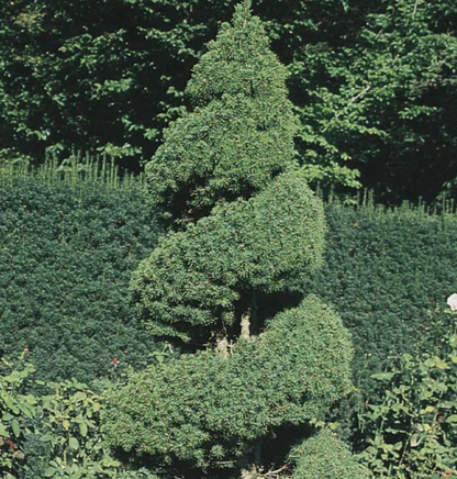 Dwarf Alberta Spruce | Picea glauca 'Conica'