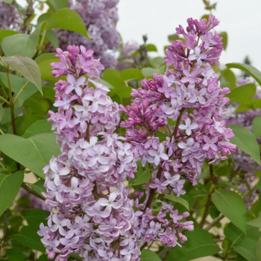 Common Purple Lilac | Syringa vulgaris