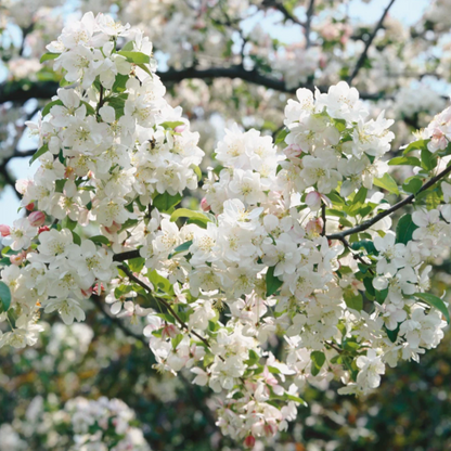 Dolgo Crabapple | Malus 'Dolgo'
