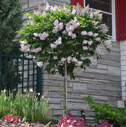 Miss Kim Lilac Tree | Syringa patula 'Miss Kim'