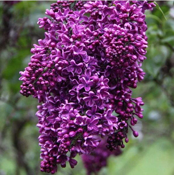完売 ALEXIA STAM  alexiastam Cameron Lilac 完売 ALEXIA STAM alexiastam Cameron Lilac 【公式通販】
