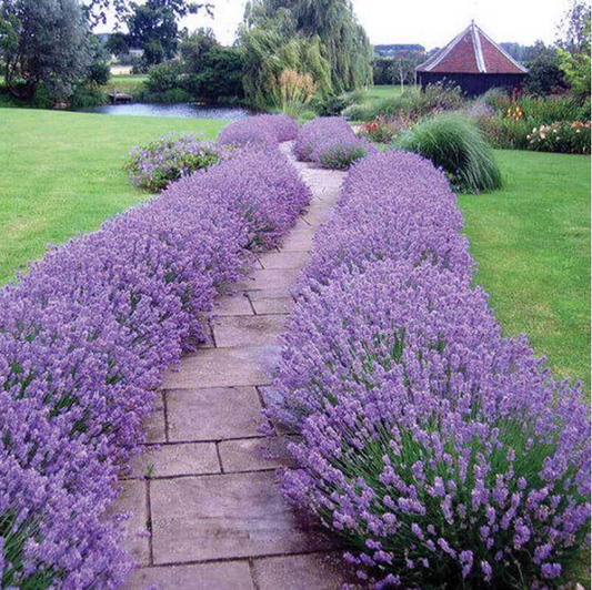 Hidcote Lavender| Lavandula angustifolia