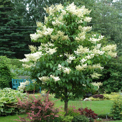 Ivory Silk Japanese Lilac Tree | Syringa reticulata 'Ivory Silk'
