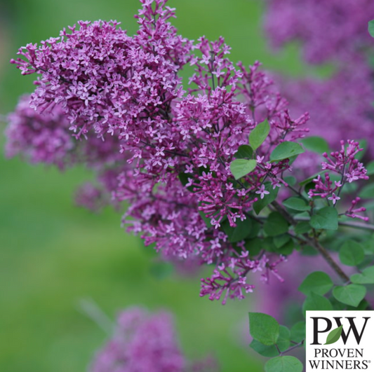 Bloomerang Dark Purple Reblooming Lilac Tree | Syringa