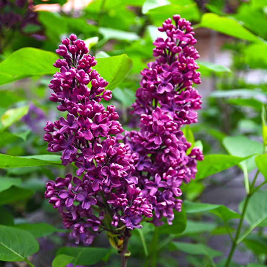 Ludwig Spaeth Lilac
