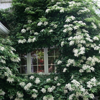 Climbing Hydrangea | Hydrangea anomala subsp. petiolaris
