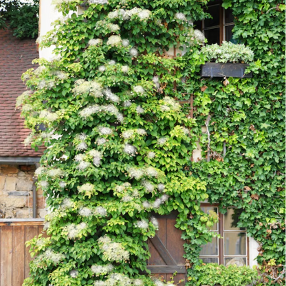 Climbing Hydrangea | Hydrangea anomala subsp. petiolaris