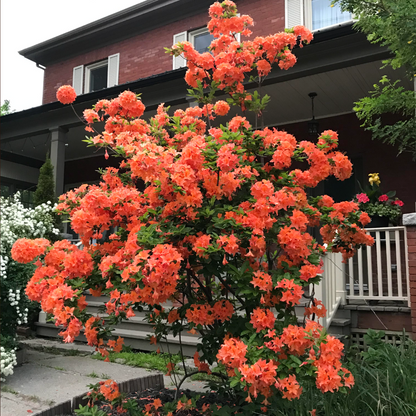Mandarin Lights Azalea | Rhododendron