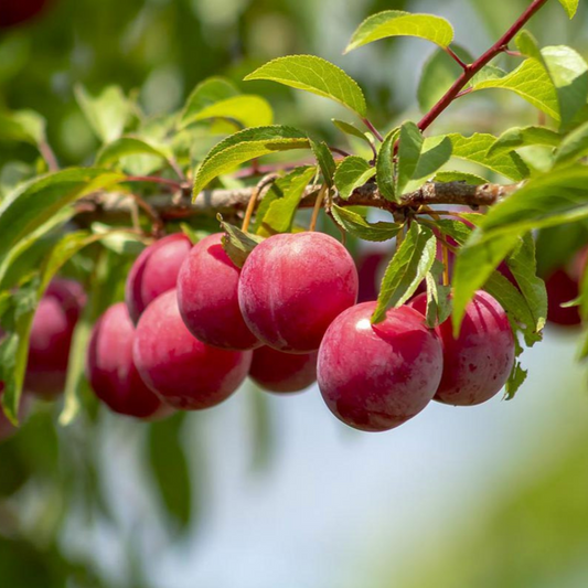 Superior Plum | Prunus 'Superior'