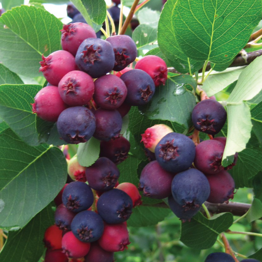 Shadblow Serviceberry | Amelanchier canadensis