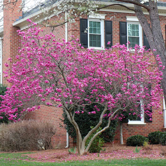 Ann' Magnolia | Magnolia × liliiflora 'Ann'