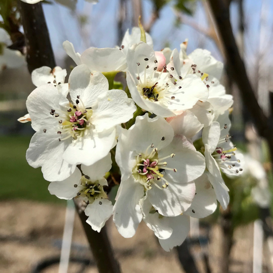 Aristocrat Pear | Pyrus calleryana 'Aristocrat'