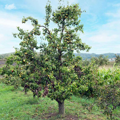Bosc Pear