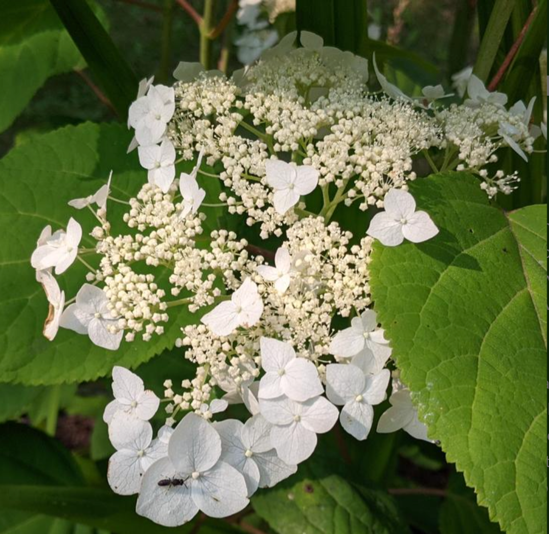 'Haas Halo' Hydrangea | Hydrangea Arborescens