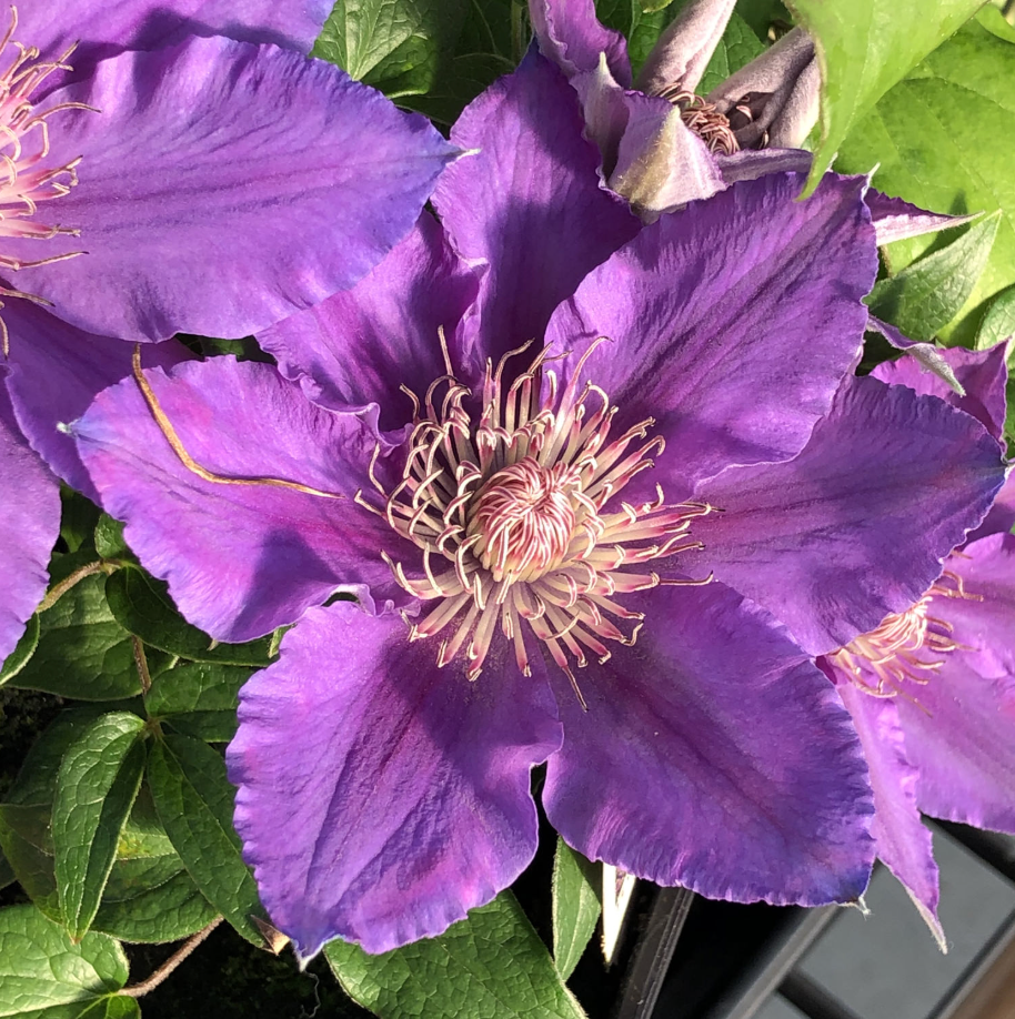 'Bijou' Clematis