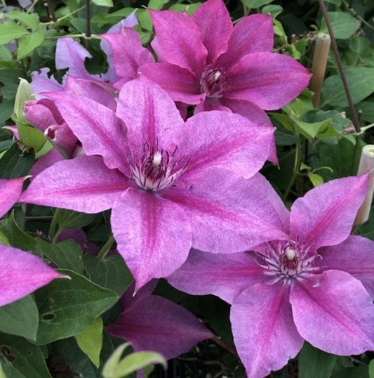 'Rosalie Donharos' Clematis