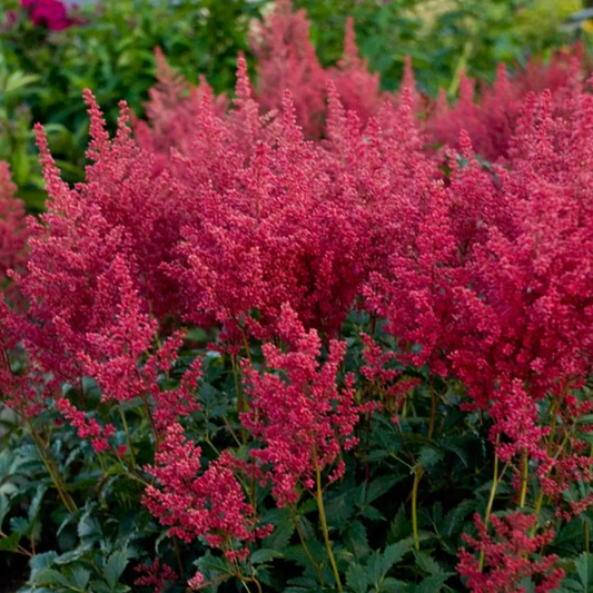 Montgomery Astilbe | Astilbe japonica
