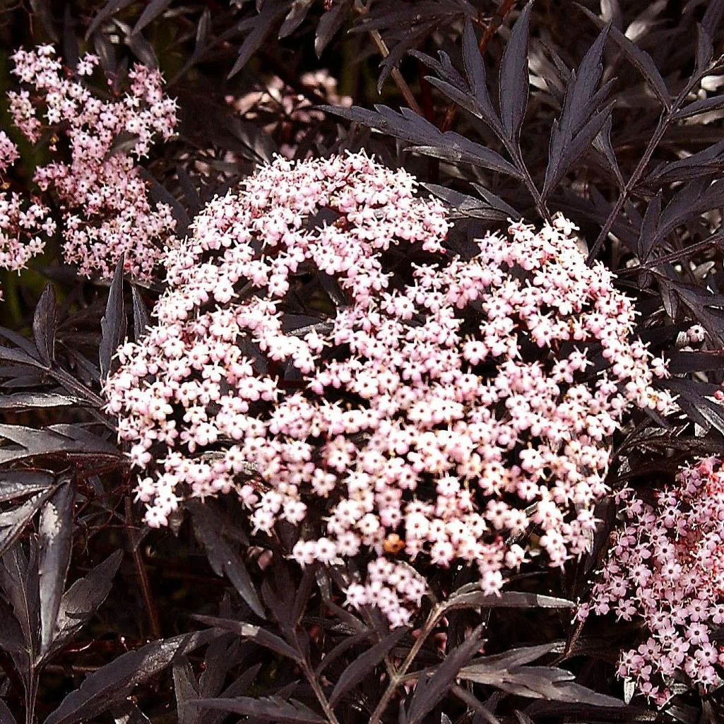 Black Lace Elderberry | Sambucus nigra