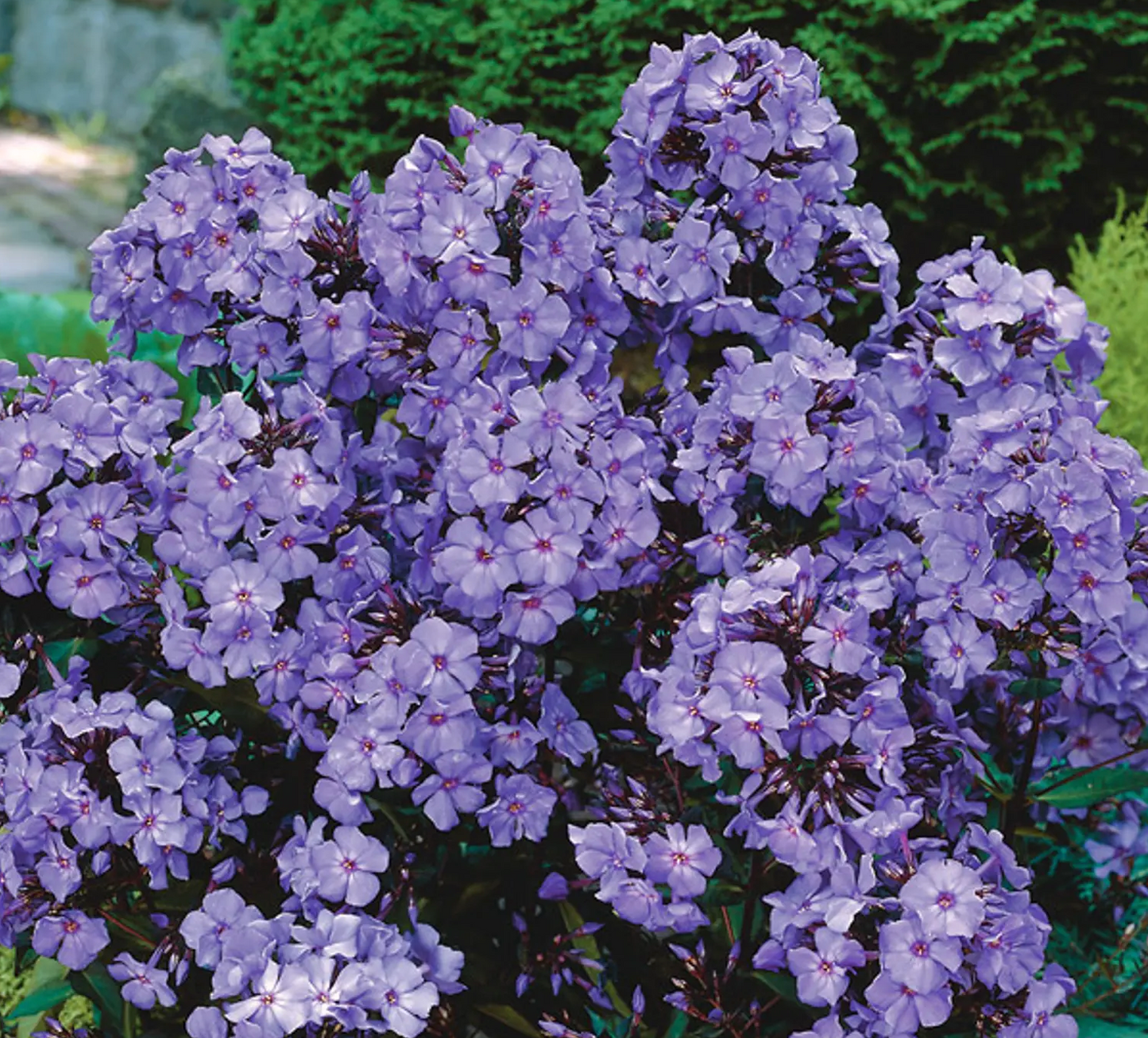 Blue Paradise Garden Phlox | Phlox paniculata