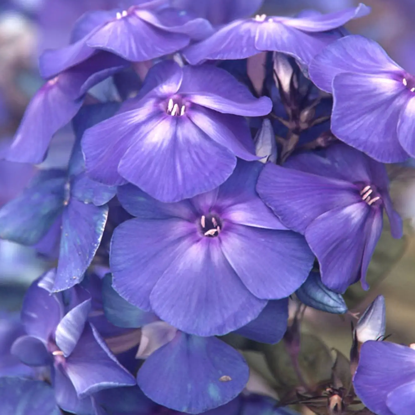 Blue Paradise Garden Phlox | Phlox paniculata