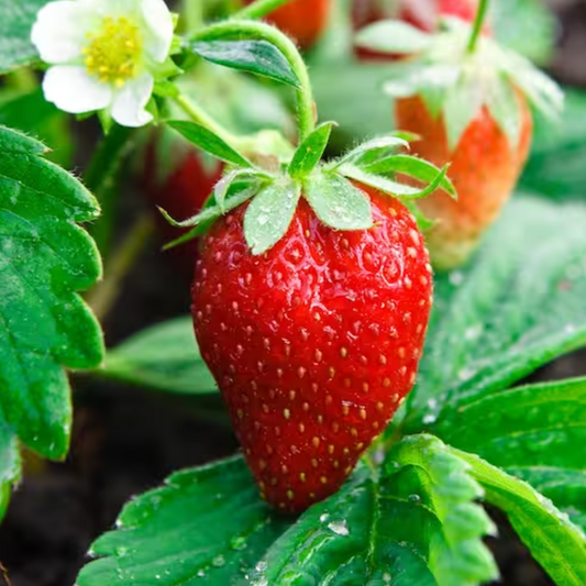 Ozark Beauty Strawberry (Everbearing)