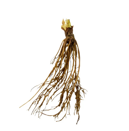 Ozark Beauty Strawberry (Everbearing)