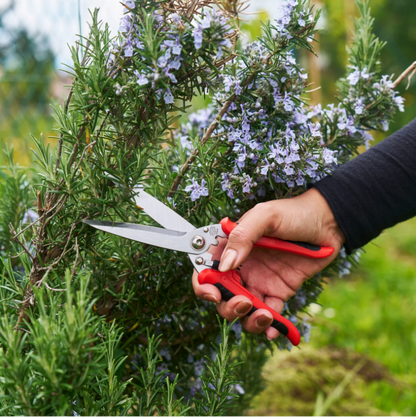 FELCO 456 - Aromatic herbs scissors
